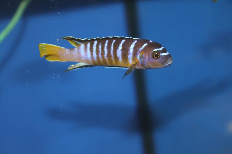 Cynotilapia sp. 'elongatus mbenji blue' Mbenji Island